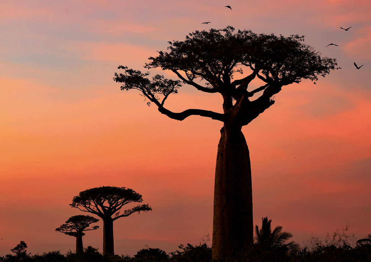 Baobab in silhouette al tramonto con cielo dorato in Madagascar